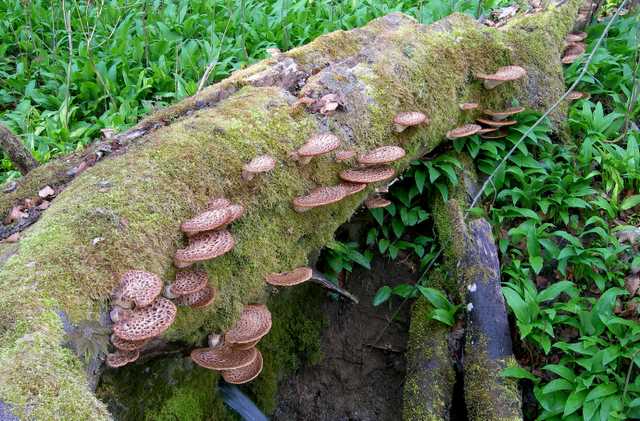Funghi e vegetazione invasiva